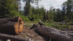 Best Stump Grinding and Removal  in Danville, VA