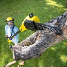 Best Firewood Processing and Delivery  in Danville, VA