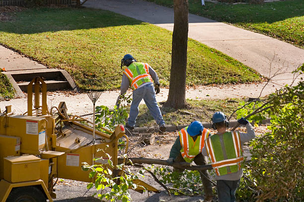 How Our Tree Care Process Works  in  Danville, VA