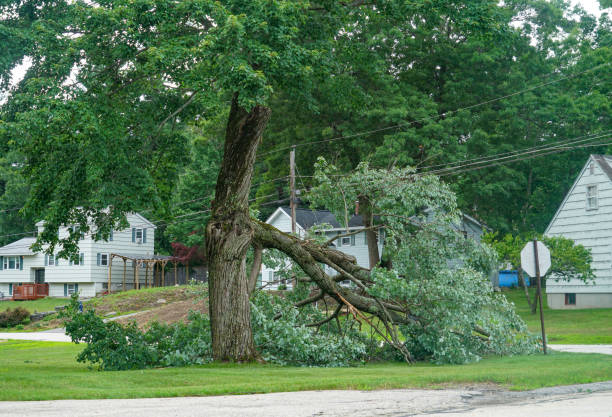 Best Tree Disease Treatment  in Danville, VA