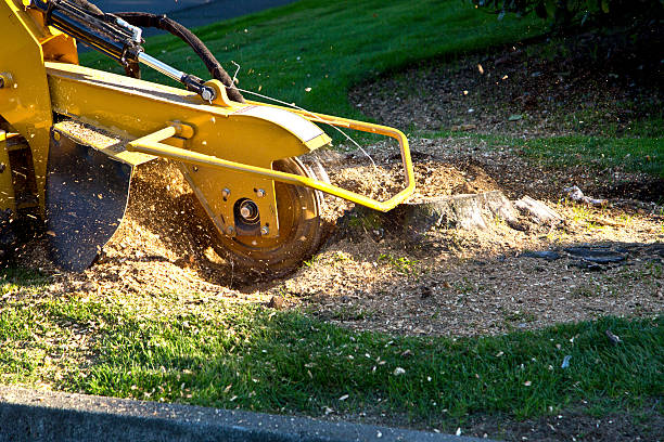 Best Weed Control  in Danville, VA